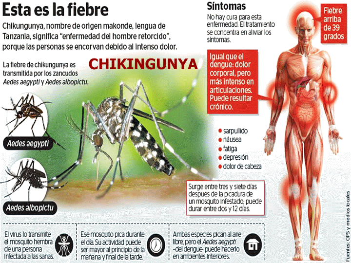Chikingunya, enfermedad causada por el Mosquito Tigre