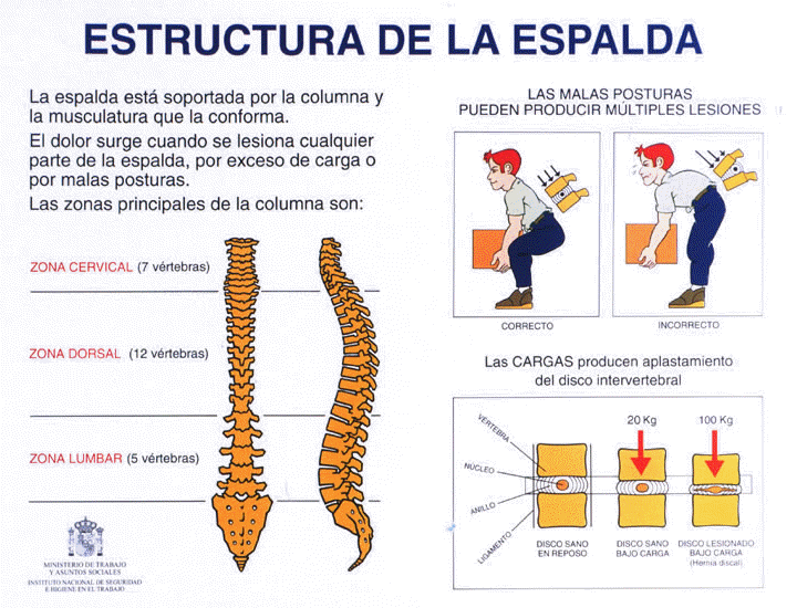 ANATOMA DE LA COLUMNA VERTEBRAL