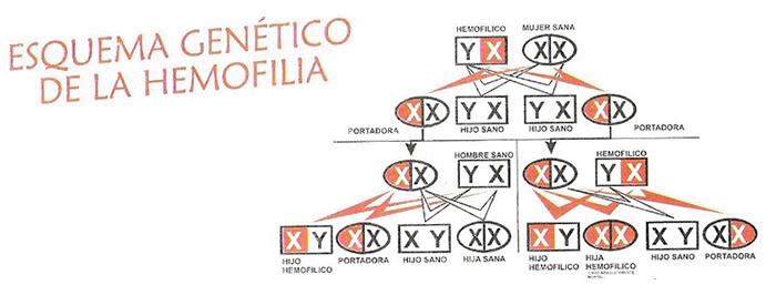 ESQUEMA GENTICO DE LA HEMOFILIA