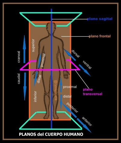 PLANOS del CUERPO HUMANO