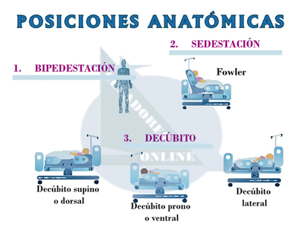 Temario Celadores Online. Tema 8 - Ejes y Planos de Cuerpo Humano. Posiciones Anatmicas. Parte I